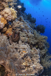 Red Sea Reef - D70,2xDS125 by Marcin Michalak 